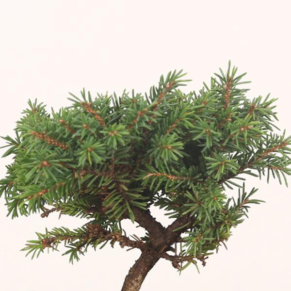 盆栽：ミニ景色盆栽 白芽八房えぞ松*（瀬戸焼楕円鉢）苔と砂と石付き