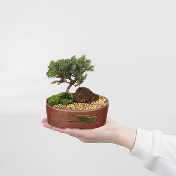 盆栽：ミニ景色盆栽 白芽八房えぞ松*（瀬戸焼楕円鉢）苔と砂と石付き