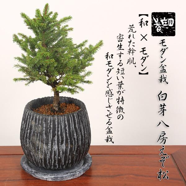 盆栽：モダン盆栽 白芽八房えぞ松*＜縞模様インテリアモダン鉢受け皿
