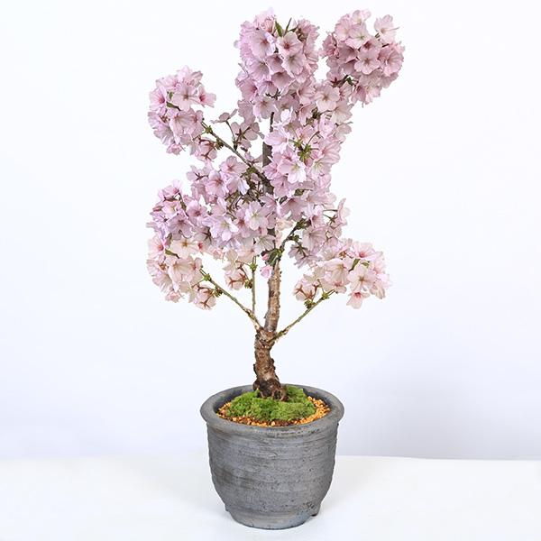 桜盆栽：御殿場桜(みまや焼水昇岩鉢)* 苔付き(2026年開花終了)Sakura
