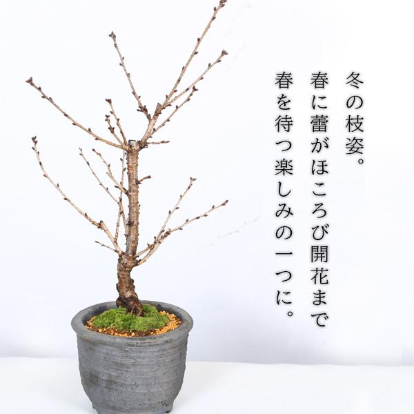 新品　透し彫り　大鉢　桜　満開　みなと焼　秋田　母の日　海外へのお土産 1795v-2025-3.jpg