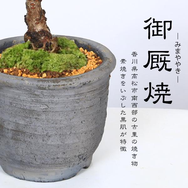 桜盆栽：御殿場桜(みまや焼水昇岩鉢)* 苔付き(2026年開花終了)Sakura