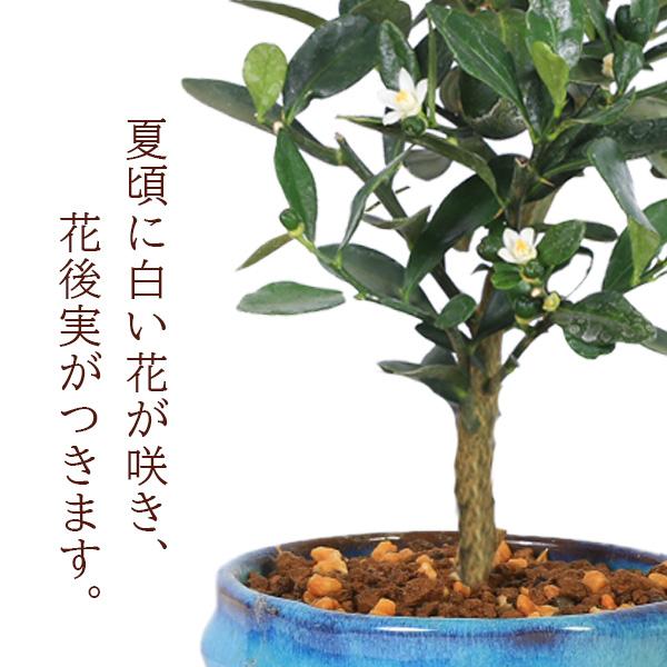 キンズ　金豆　きんず　豆キンカン　実物　小品盆栽 苗：キンズ（金豆）きんず 金豆柑 きんずかん : 遊恵盆栽 Yahoo!店