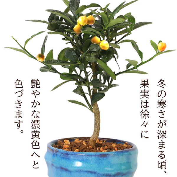 ミニ盆栽：きんず（金豆）*(瑠璃色変形鉢 受け皿付き)＜2026年落実