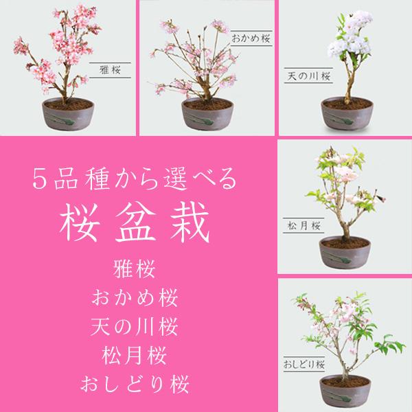 三河盆栽　おかめ桜　盆栽　素材 三河盆栽 おかめ桜 盆栽 素材 三河盆栽 おかめ桜 盆栽 素材 楽天市場