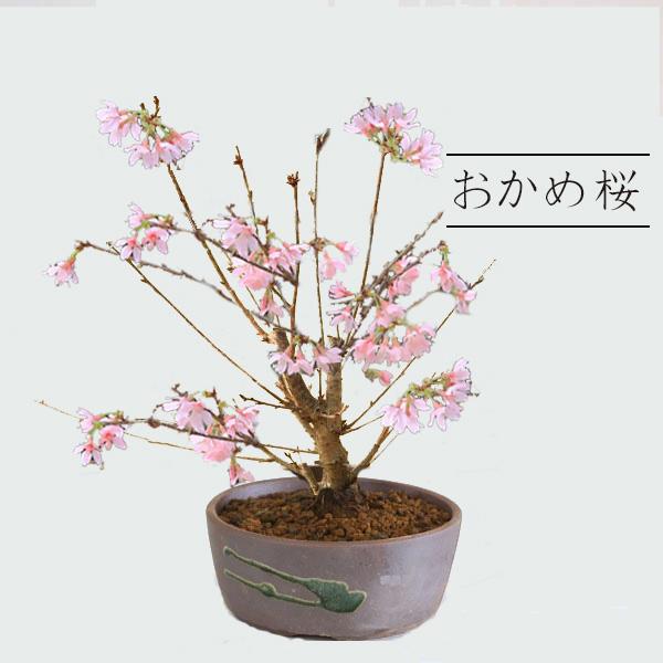 おかめ桜 鉢植え 現在の展示 Current Exhibition おかめ桜 Okame