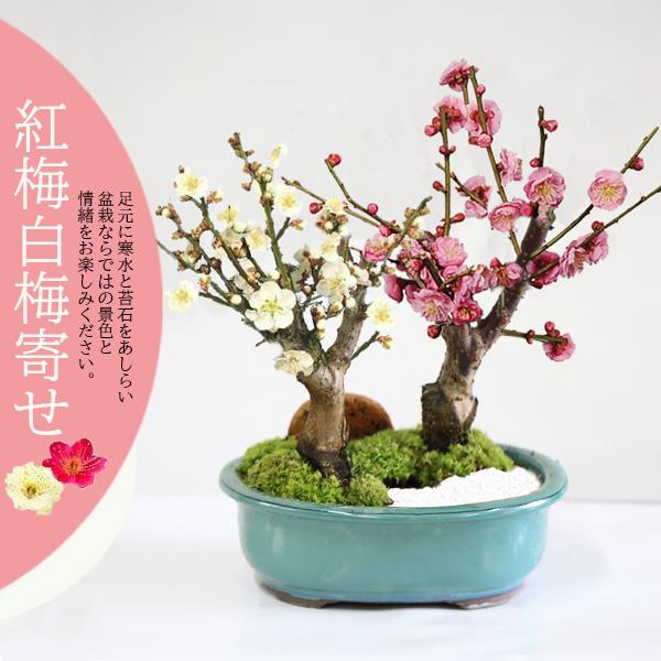 梅盆栽：紅梅白梅寄せ*＜瀬戸焼楕円緑鉢＞（2026年開花終了）苔＆寒石
