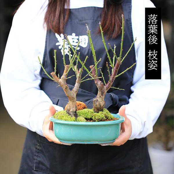 梅盆栽:紅梅白梅寄せ*<瀬戸焼楕円緑鉢>苔&寒石&石付き 令和 梅盆栽:紅梅白梅寄せ*<瀬戸焼楕円緑鉢>苔&寒石&石付き 令和