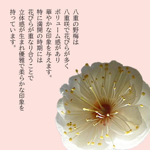 梅盆栽：八重野梅*（信楽焼黒イブシ金彩鉢）（2026年開花終了）やばい