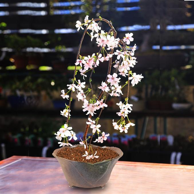 桜盆栽：しだれ富士桜（瀬戸焼変形鉢） *<2026年春開花予定＞しだれ桜