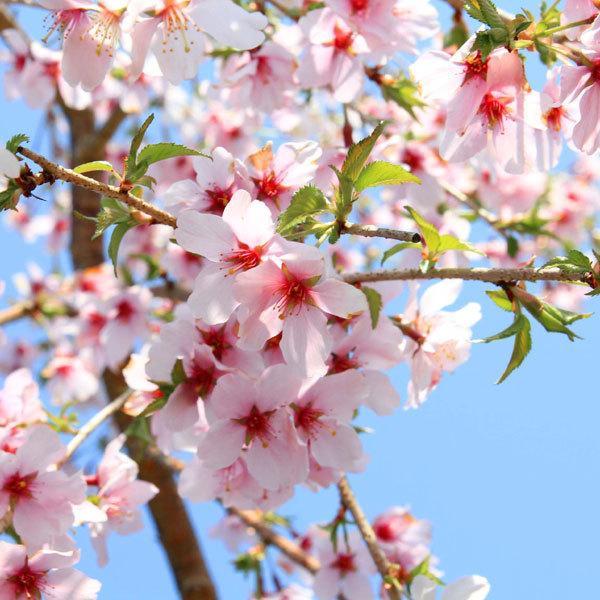 桜盆栽：しだれ富士桜（瀬戸焼金吹鉢）*<2026年開花終了＞しだれ桜