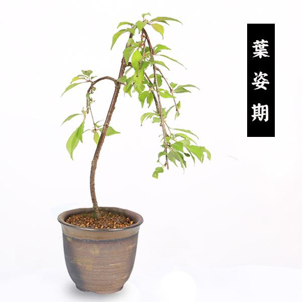 桜盆栽：しだれ富士桜（瀬戸焼金吹鉢）*<2026年開花終了＞しだれ桜