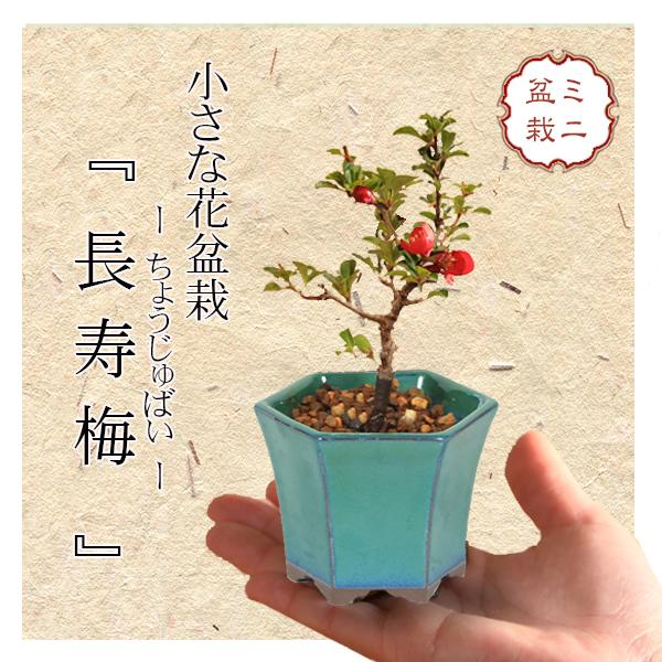ミニ盆栽：長寿梅*(みどり反六角陶器鉢) 花盆栽木瓜ぼけ赤花ボケ縁起鉢