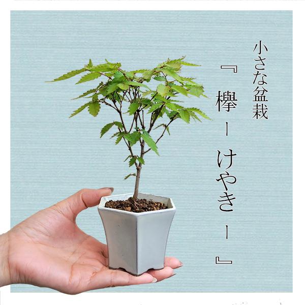 ミニ盆栽：けやき*（白反六角陶器鉢） 欅ケヤキ雑木bonsai : 遊恵盆栽