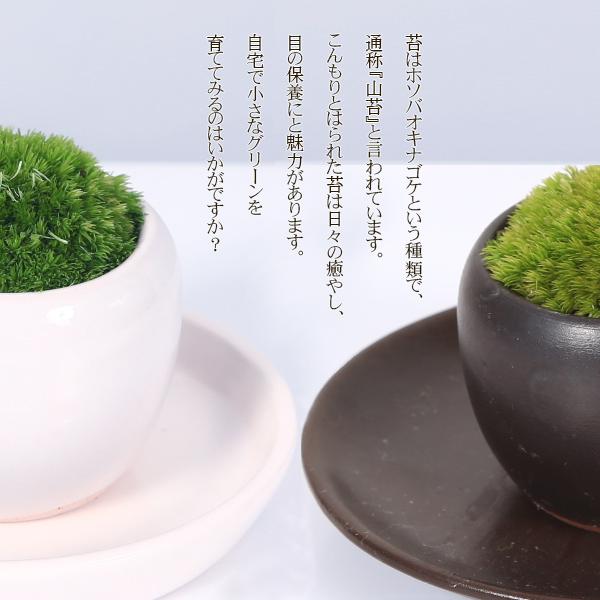 盆栽 鉢色選べる：小さな苔盆栽*＜丸陶器鉢＞受け皿付き ヤマゴケ山苔