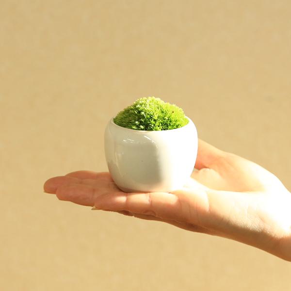 盆栽 鉢色選べる：小さな苔盆栽*＜丸陶器鉢＞受け皿付き ヤマゴケ山苔
