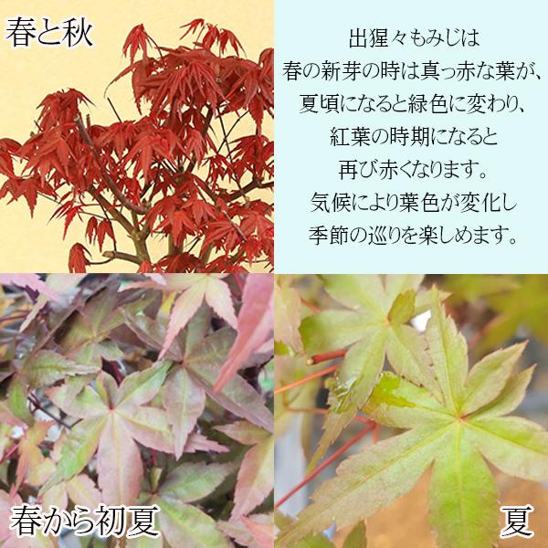 盆栽:出猩々もみじ*<緑モッコ陶器鉢>苔付き 春秋鉢植えmomiji 盆栽:出猩々もみじ*<緑モッコ陶器鉢>苔付き 春秋鉢植えmomiji