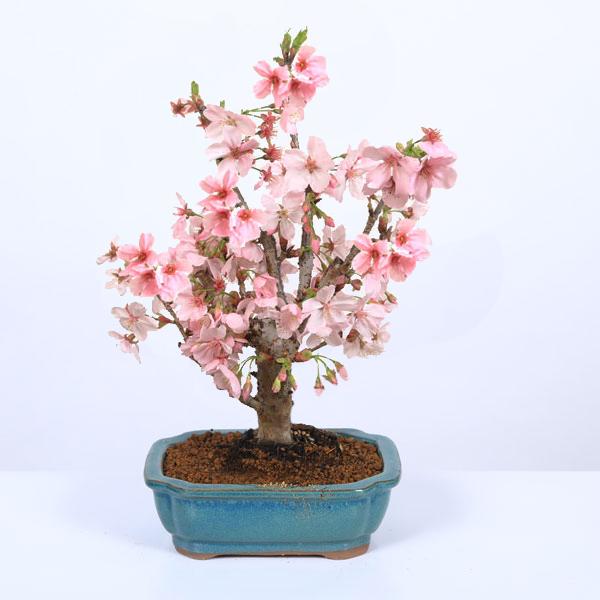 桜盆栽：陽光桜*＜緑モッコ陶器鉢＞（2024年開花終了）さくら サクラ