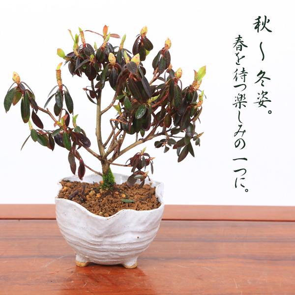 ミニ盆栽:ブルーツツジ*(信楽花型小鉢)<2025年開花終了 ミニ盆栽:ブルーツツジ*(信楽花型小鉢)<2025年開花終了
