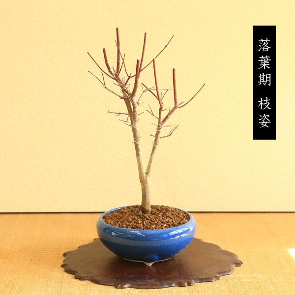 盆栽:出猩々もみじ大*(瀬戸焼青鉄鉢) momiji モミジ 紅葉 盆栽:出猩々もみじ大*(瀬戸焼青鉄鉢) momiji モミジ 紅葉