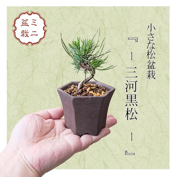 ミニ盆栽：三河黒松*（土物反六角陶器鉢）鉢植え お試しおためし盆栽に
