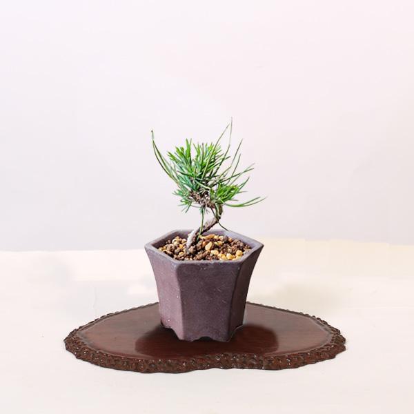 ミニ盆栽：三河黒松*（土物反六角陶器鉢）鉢植え お試しおためし盆栽に