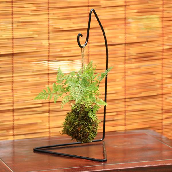 苔玉 ：しのぶ*(吊りスタンド付き)吊り苔玉シノブ夏涼ハンキング和