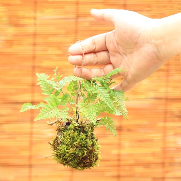 苔玉 ：しのぶ*(吊りスタンド付き)吊り苔玉シノブ夏涼ハンキング和