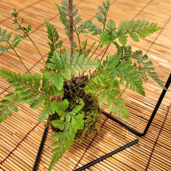 苔玉 ：しのぶ*(吊りスタンド付き)吊り苔玉シノブ夏涼ハンキング和