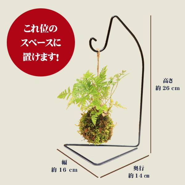 苔玉 ：しのぶ*(吊りスタンド付き)吊り苔玉シノブ夏涼ハンキング和