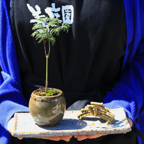 ミニ盆栽:小さな紅葉庭園(からし壺形陶器鉢)*苔付き 添景(橋 ミニ盆栽:小さな紅葉庭園(からし壺形陶器鉢)*苔付き 添景(橋