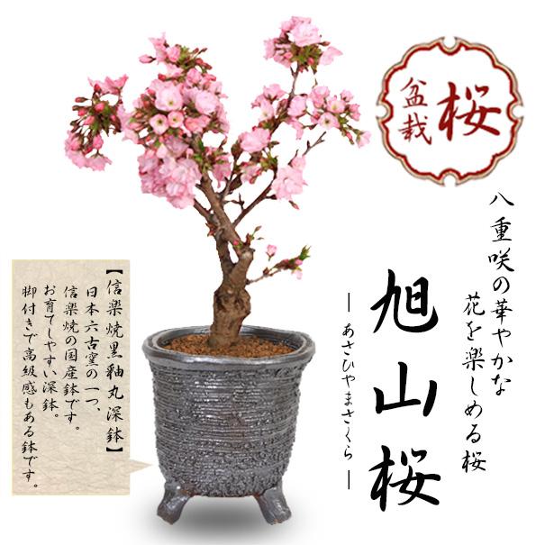 桜盆栽：旭山桜（大）*＜信楽焼黒釉丸深鉢＞一才桜(2027年春開花予定