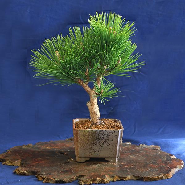 盆栽入門！初心者 盆栽はじめる方にも：小品盆栽 黒松と盆栽道具7点