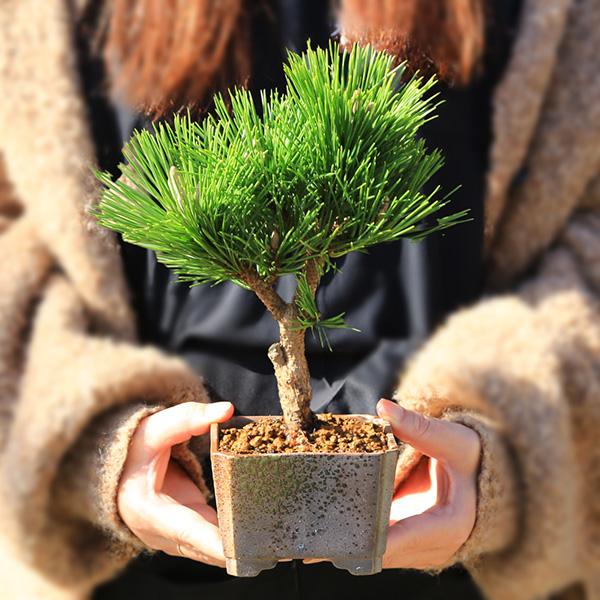 盆栽入門！初心者 盆栽はじめる方にも：小品盆栽 黒松と盆栽道具7点