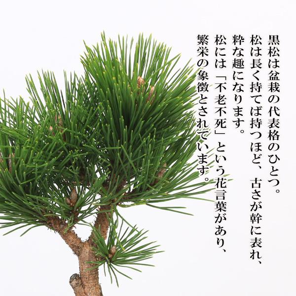 盆栽入門！初心者 盆栽はじめる方にも：小品盆栽 黒松と盆栽道具7点