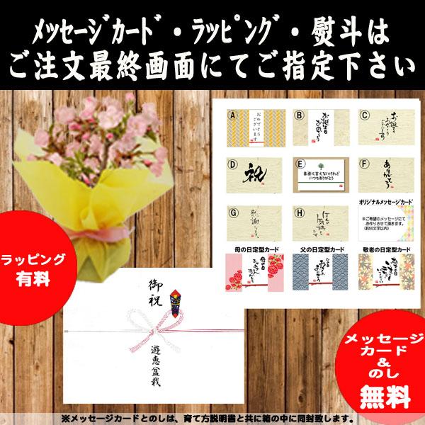 盆栽入門！初心者 盆栽はじめる方にも：小品盆栽 黒松と盆栽道具7点