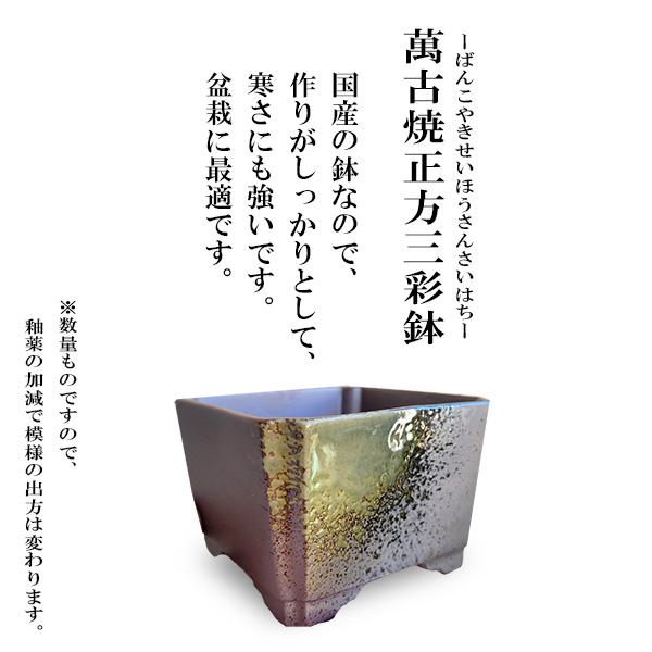 盆栽：黒松（萬古焼正方三彩鉢)*くろまつ クロマツ 鉢植え black pine