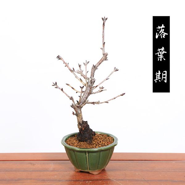 桜盆栽:八重桜*<国産みどり輪花鉢>(2025年春開花終了) さくら 桜盆栽:八重桜*<国産みどり輪花鉢>(2025年春開花終了) さくら