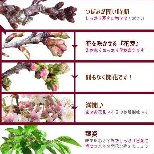 桜盆栽:八重桜*<国産みどり輪花鉢>(2025年春開花終了) さくら 桜盆栽:八重桜*<国産みどり輪花鉢>(2025年春開花終了) さくら