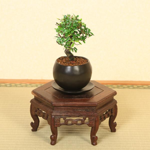 ミニ盆栽：にれけやき*和モダン丸陶器鉢(受け皿付き) 楡欅ニレケヤキ雑木bonsai｜y-bonsai｜02