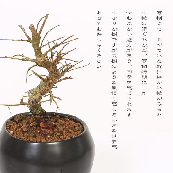 ミニ盆栽：にれけやき*和モダン丸陶器鉢(受け皿付き) 楡欅ニレケヤキ雑木bonsai｜y-bonsai｜04