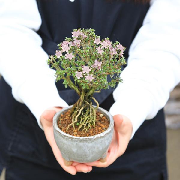 小品盆栽:香丁木(信楽焼灰丸鉢)*かみ山陶器 小花 花 鉢植え 鉢 小品盆栽:香丁木(信楽焼灰丸鉢)*かみ山陶器 小花 花 鉢植え 鉢