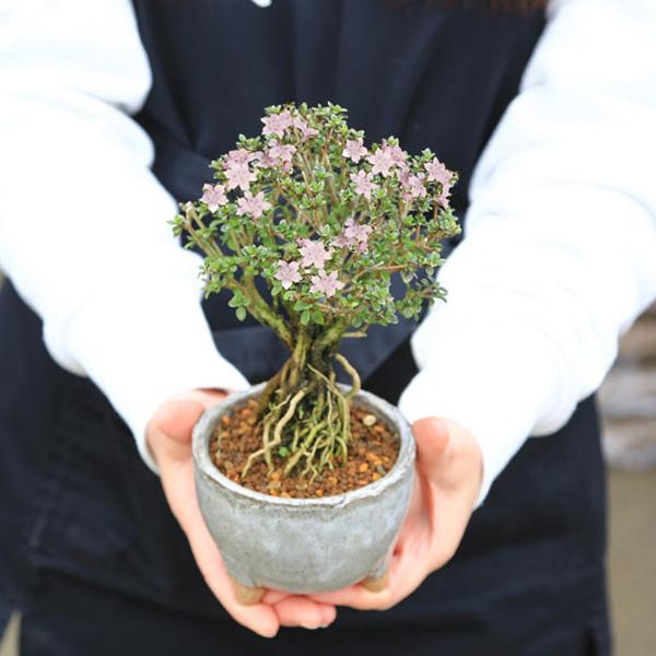 小品盆栽：香丁木(信楽焼灰丸鉢)*かみ山陶器 小花 花 四季咲き 鉢植え 鉢花 プレゼントにも bonsai｜y-bonsai｜02