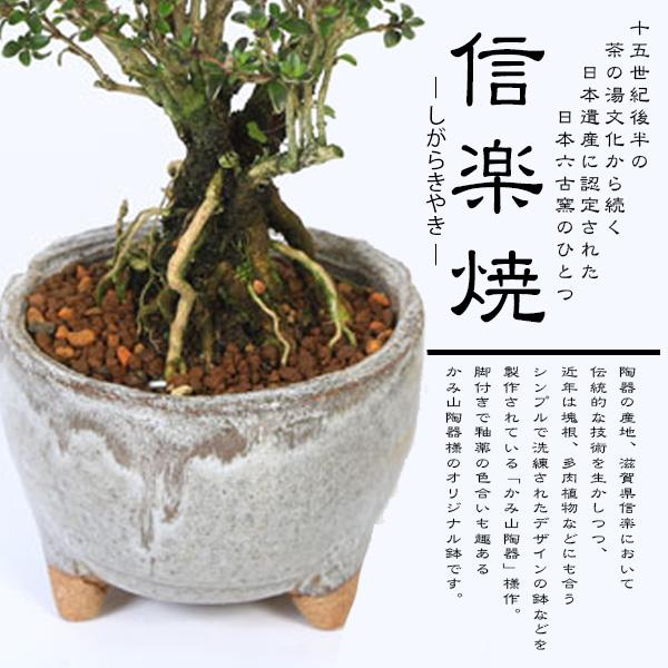 小品盆栽:香丁木(信楽焼灰丸鉢)*かみ山陶器 小花 花 鉢植え 鉢 小品盆栽:香丁木(信楽焼灰丸鉢)*かみ山陶器 小花 花 鉢植え 鉢