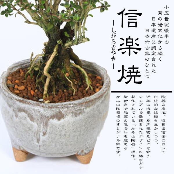 小品盆栽：香丁木(信楽焼灰丸鉢)*かみ山陶器 小花 花 四季咲き 鉢植え 鉢花 プレゼントにも bonsai｜y-bonsai｜07