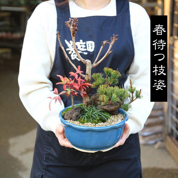 寄せ植え盆栽:豪華桜庭園*<萬古焼輪花青深鉢>苔と砂と石付き 寄せ植え盆栽:豪華桜庭園*<萬古焼輪花青深鉢>苔と砂と石付き