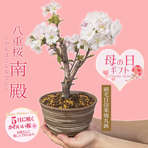 まだ間に合う母の日 ギフト プレゼント 2026桜盆栽：母の日八重桜(刷毛目信楽焼丸鉢)* プレゼントgift 鉢植え鉢花 花 さくらお花見ごbonsaiご予約受付中　（Yahoo!・遊恵盆栽　Yahoo!店）