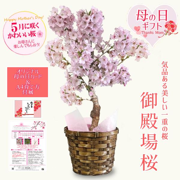まだ間に合う母の日ギフト2026 桜：母の日御殿場桜 バスケット*（メッセージカードと育て方付き）鉢花 鉢植え 苗木  さくらサクラbonsai（Yahoo!・遊恵盆栽　Yahoo!店）