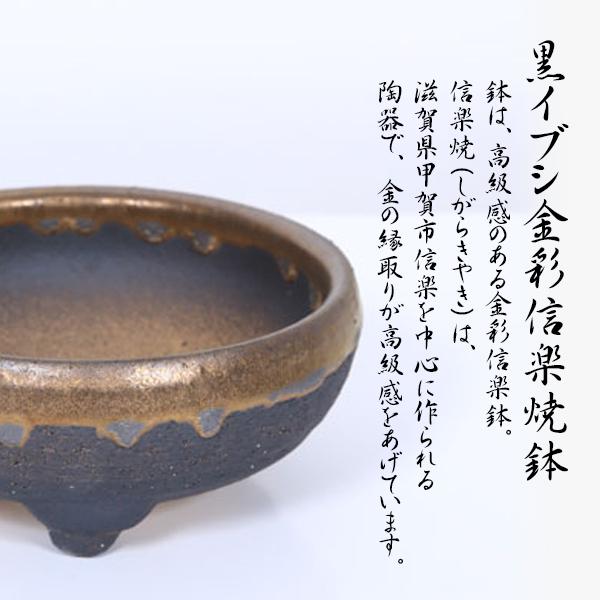 盆栽：花かいどう*(信楽焼黒イブシ金彩小鉢)*苔付き送料無料 カイドウ