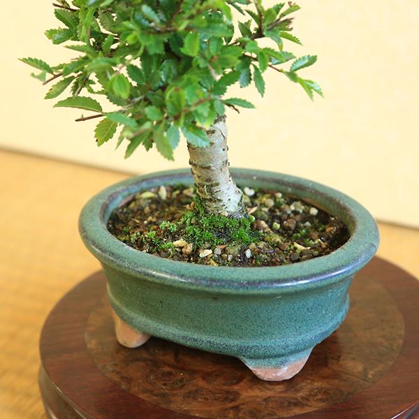 ミニ盆栽：にれけやき*陶器鉢（ 鉢はおまかせ） 楡欅ニレケヤキ雑木